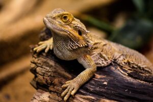 ハイフの施術頻度はどれくらいが理想的ですか？