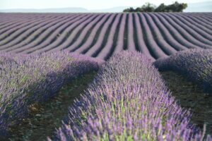 フォトフェイシャルは何回で効果出る？