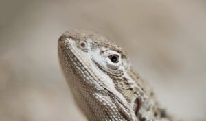 光治療でリフトアップは痛みがあるのか？